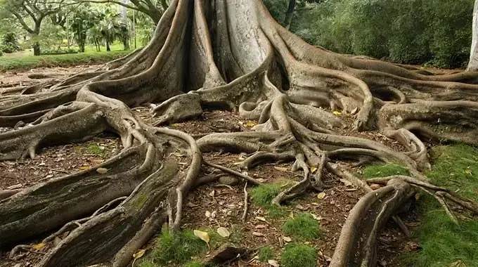 A large fig tree with its roots spread across the ground