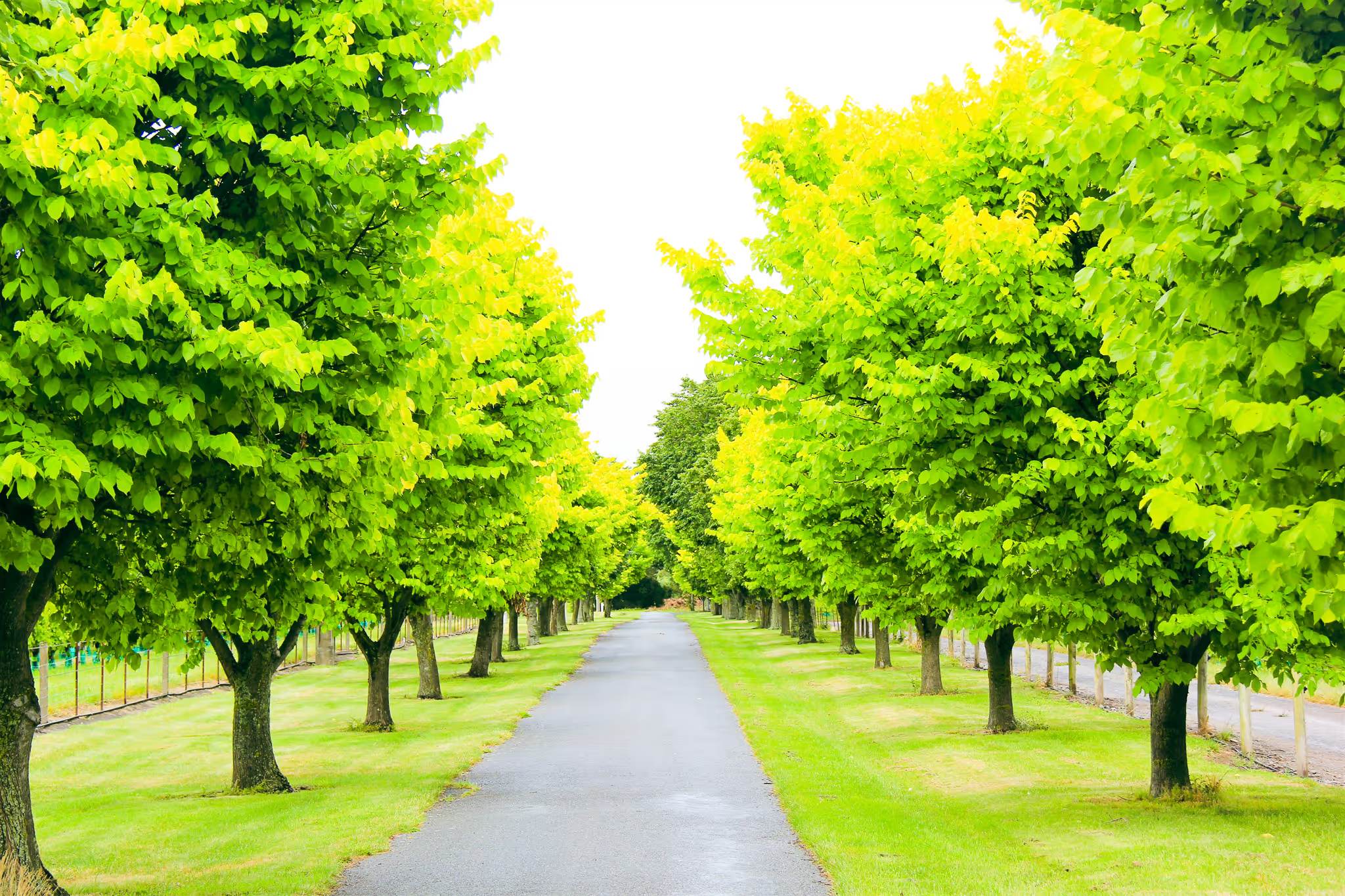 An avenue of bright green elm trees lining a quiet road