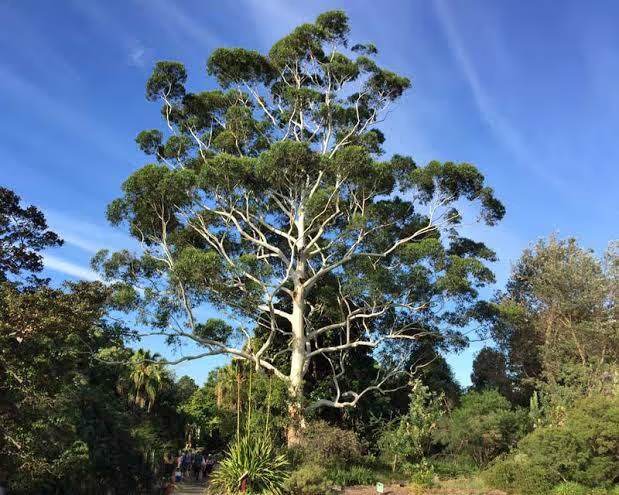 A tall eucalyptus against a blue sky