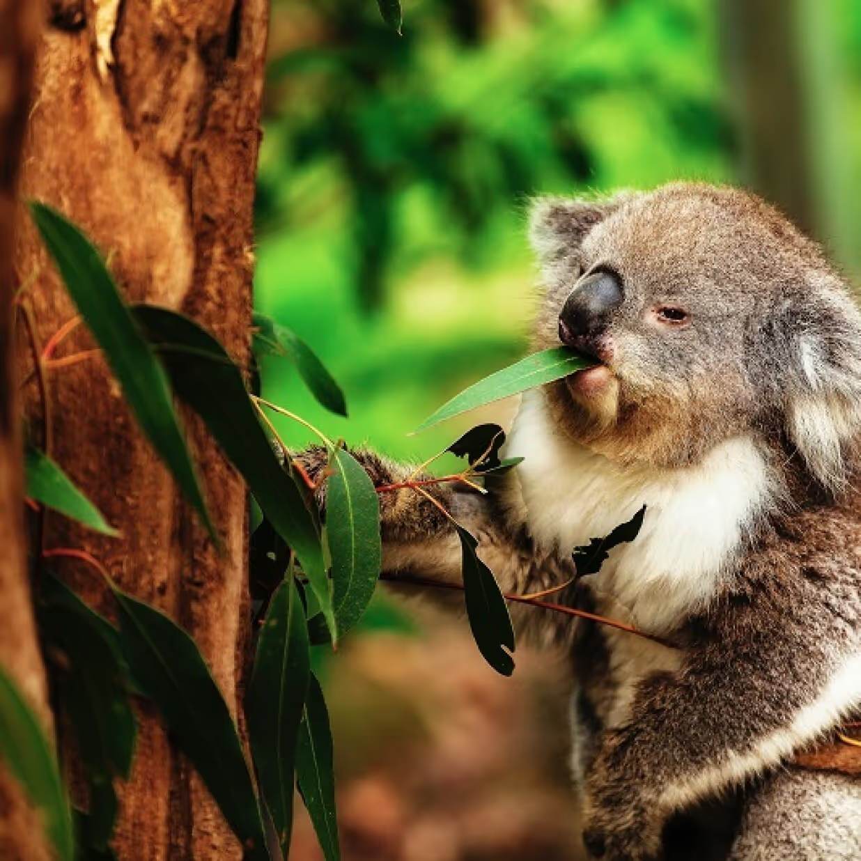 A koala eating gum leaves in a eucalyptus tree