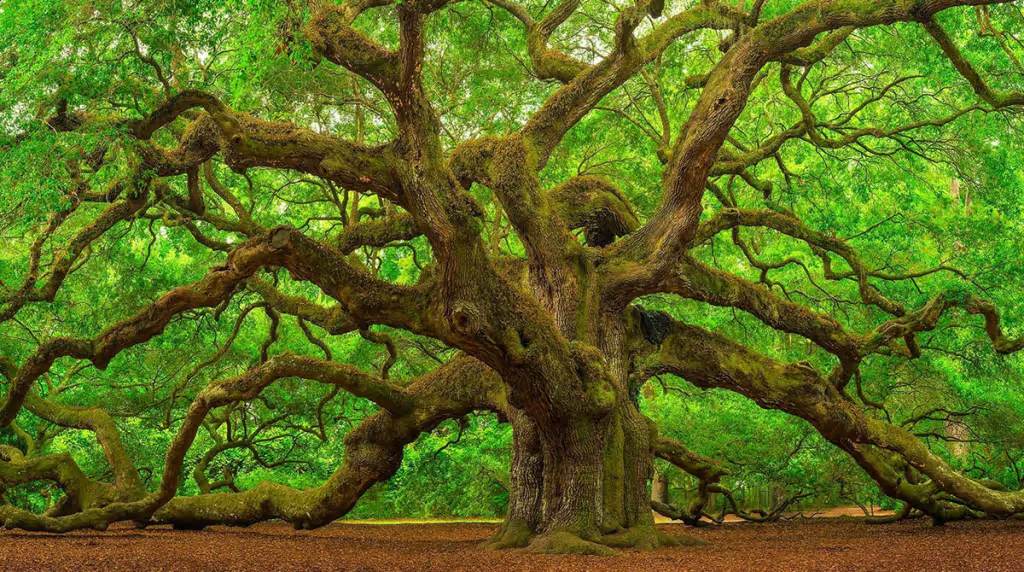 A huge, spreading old oak tree with mossy limbs